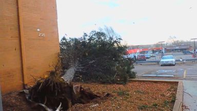 Massive Tree Crashes Onto A Home In Tampa Video - ABC News