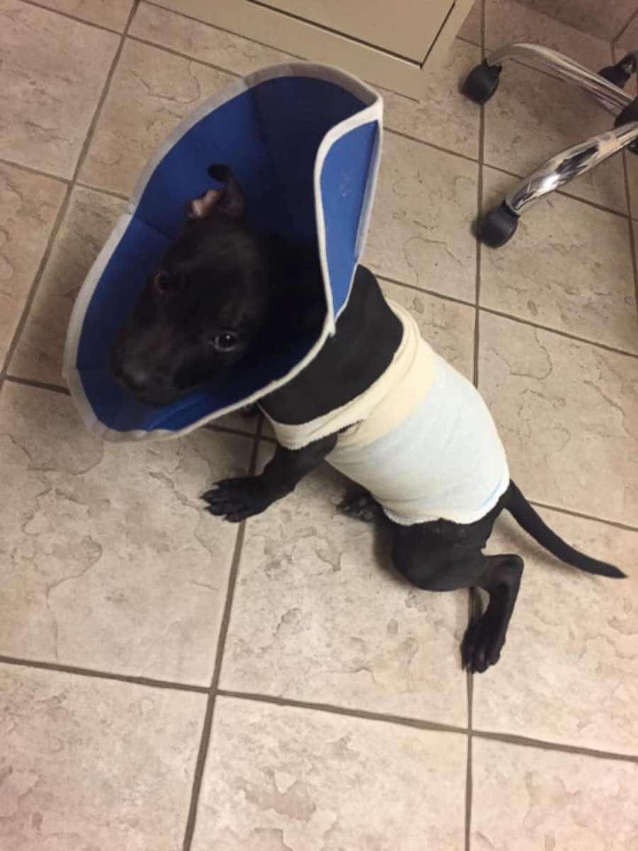 PHOTO: Tyler, a 3-month-old pit bull puppy, was rescued by a Good Samaritan after being deliberately lit on fire with a blow torch. He is currently recovering at the Ramapo-Bergen Animal Refuge in Oakland, New Jersey.