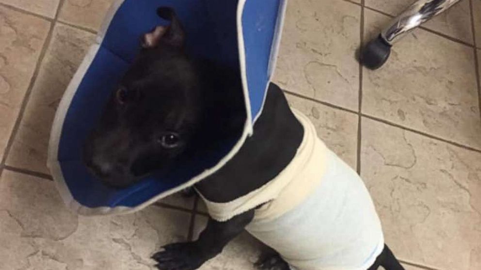 PHOTO: Tyler, a 3-month-old pit bull puppy, was rescued by a Good Samaritan after being deliberately lit on fire with a blow torch. He is currently recovering at the Ramapo-Bergen Animal Refuge in Oakland, New Jersey.