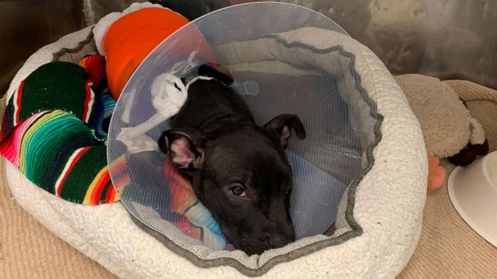 3-month-old puppy recovering after reportedly being lit on fire with  blowtorch - ABC News
