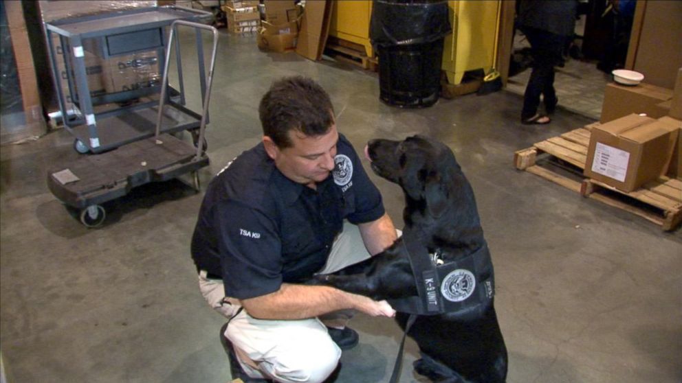 PHOTO: Ssiller, a former explosives detection dog for the Transportation Security Administration (TSA) named after a 9/11 hero, retired on Sept. 25, 2016. 