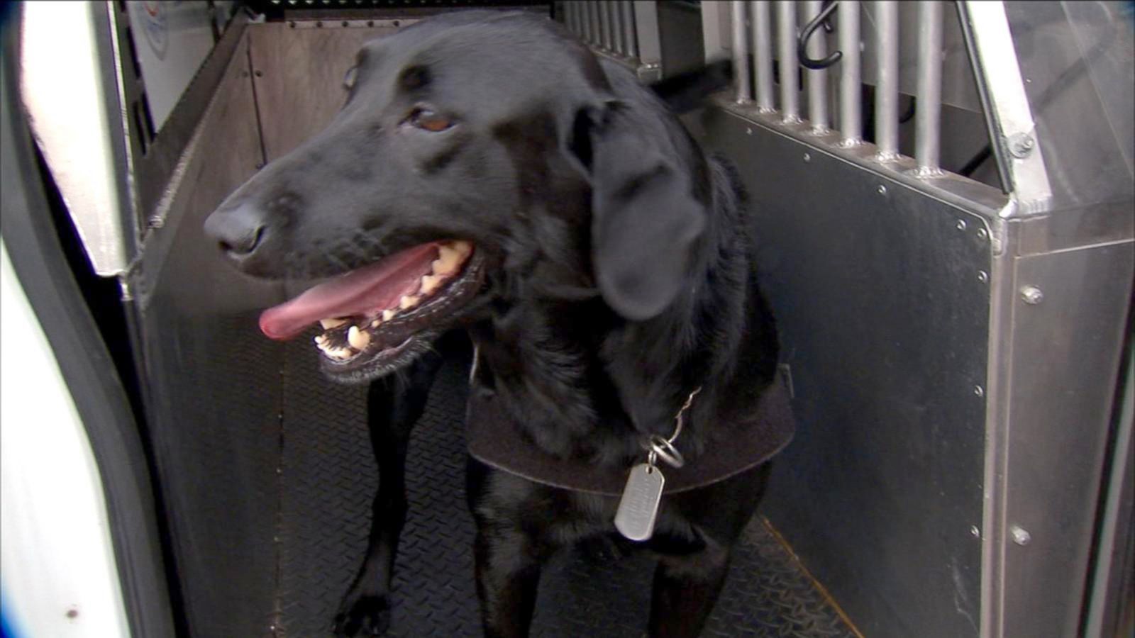 Nashville Predators add explosive-sniffing dogs to security measures