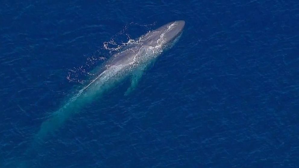 Attempted Whale Rescue Entangled in Fishing Line Caught on Video - ABC News