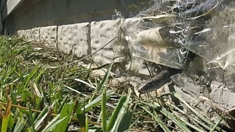 PHOTO: A snake peeks out through a hole in a home's foundation in Washington, D.C.