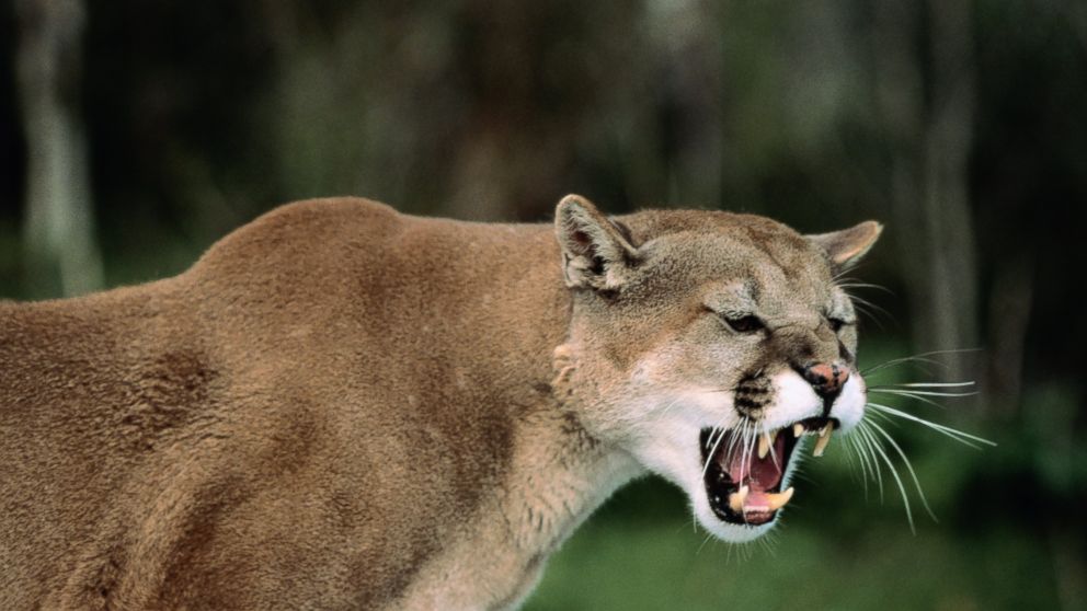 A cougar is seen in this undated stock photo. 