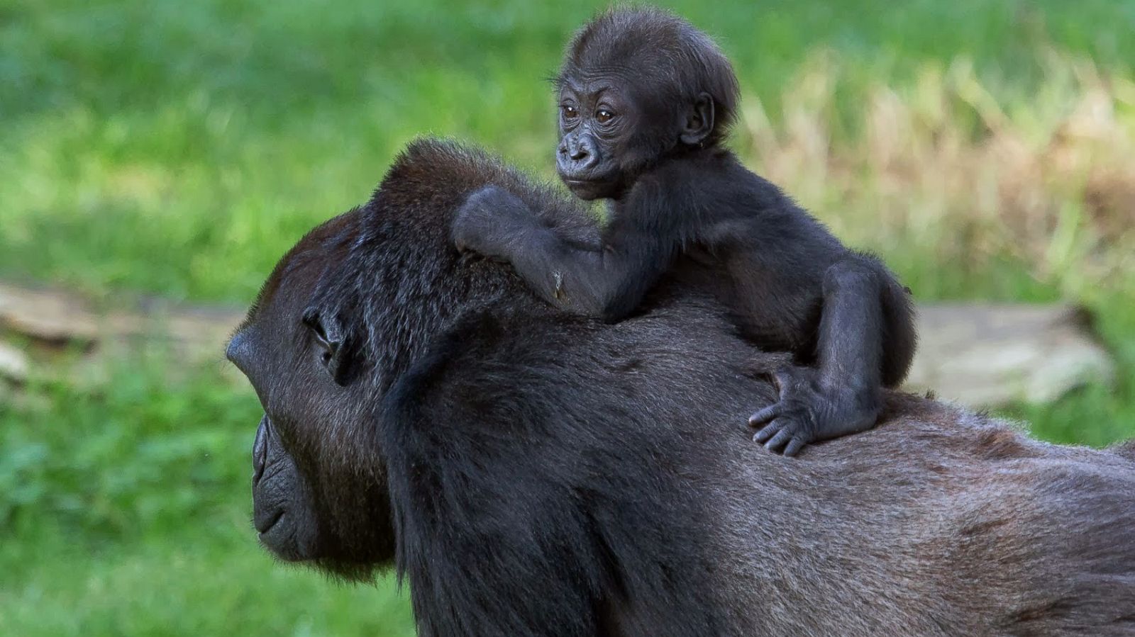 Baby Gorilla Dies in Tragic Zoo Accident - ABC News