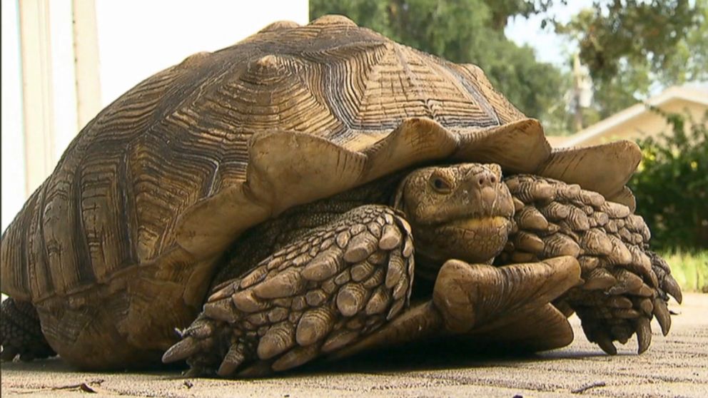 PHOTO: Police rescue tortoise, Gamera, found crossing street on Aug. 5, 2015, in Miramar, Fla.