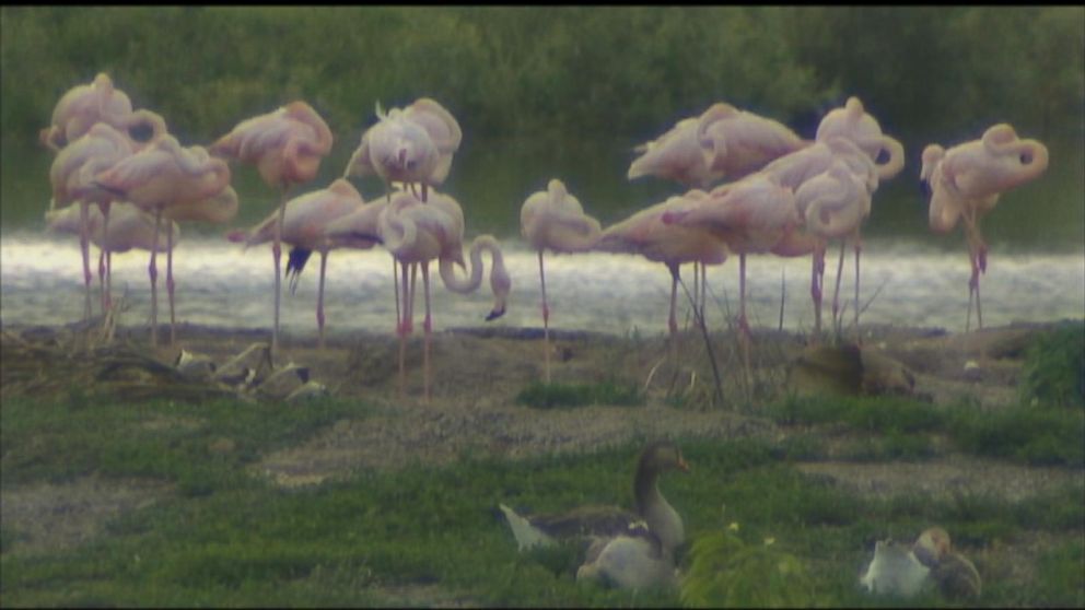 PHOTO: About 40 to 50 flamingo chicks were stolen between Monday night and Tuesday morning from a racetrack in Florida.