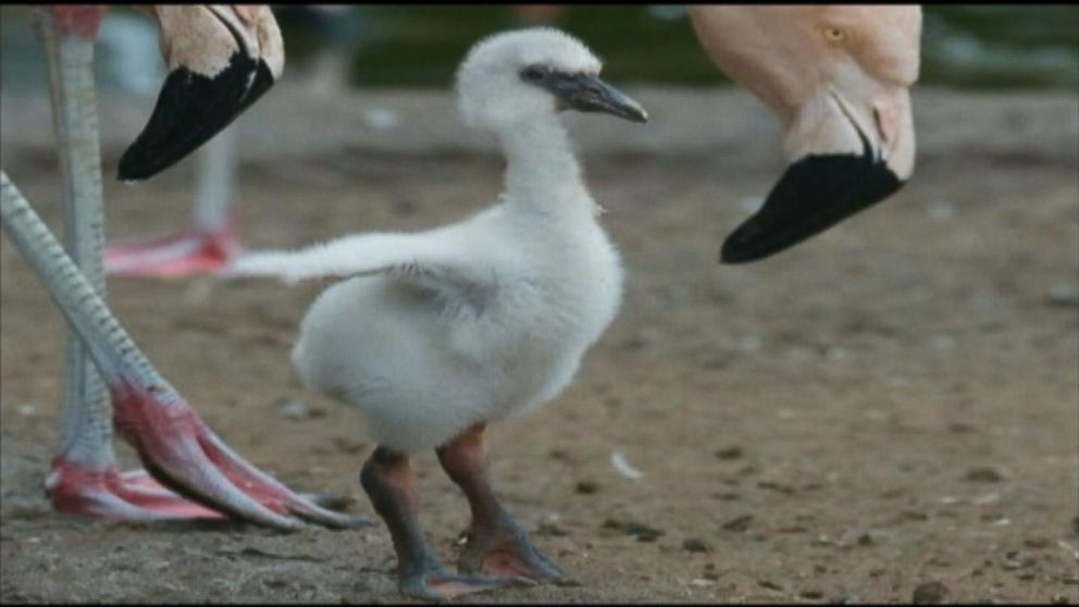 About 40 to 50 flamingo chicks were stolen between Monday night and Tuesday morning from a racetrack in Florida.