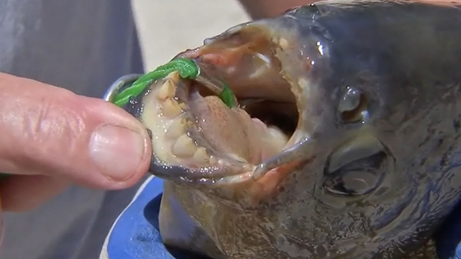 Rare ian Fish With Human-Like Teeth Caught in a New Jersey