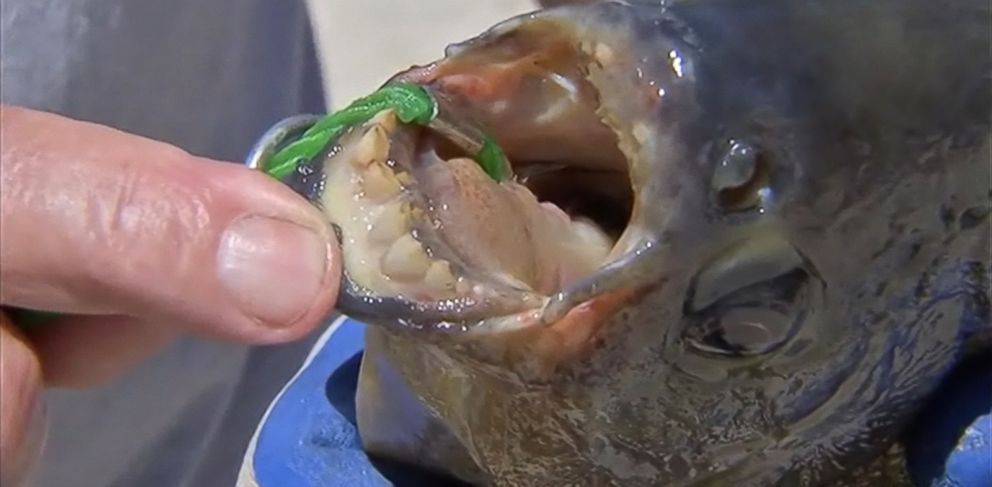 Rare Amazonian Fish With Human-Like Teeth Caught in a New Jersey Lake - ABC  News