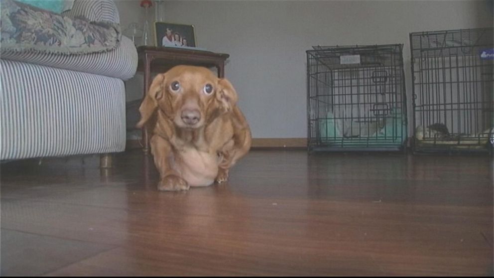 PHOTO: Dennis the Dachshund physically transformed from an obese dog at 59 pounds to a svelte 13 pounds.