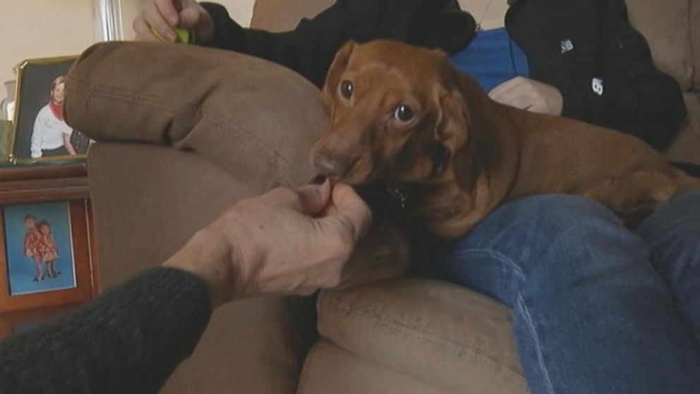 PHOTO: Dennis the Dachshund physically transformed from an obese dog at 59 pounds to a svelte 13 pounds.