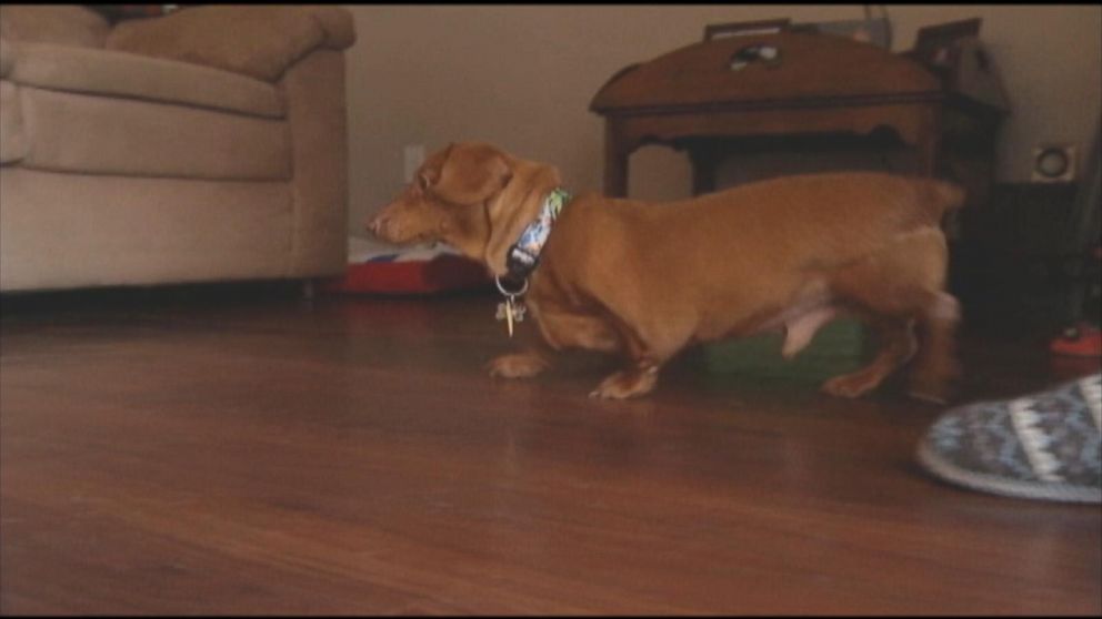 PHOTO: Dennis the Dachshund physically transformed from an obese dog at 59 pounds to a svelte 13 pounds.