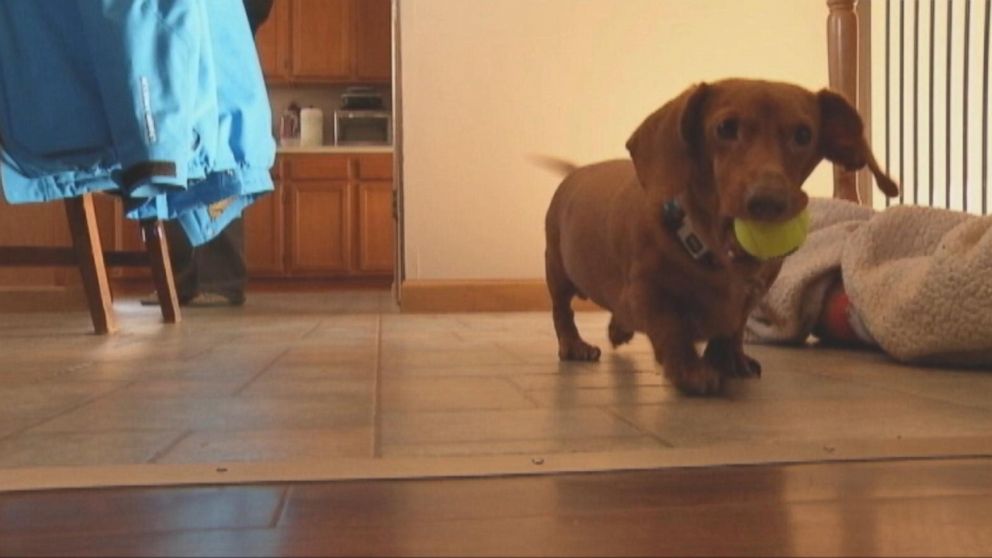 PHOTO: Dennis the Dachshund physically transformed from an obese dog at 59 pounds to a svelte 13 pounds.