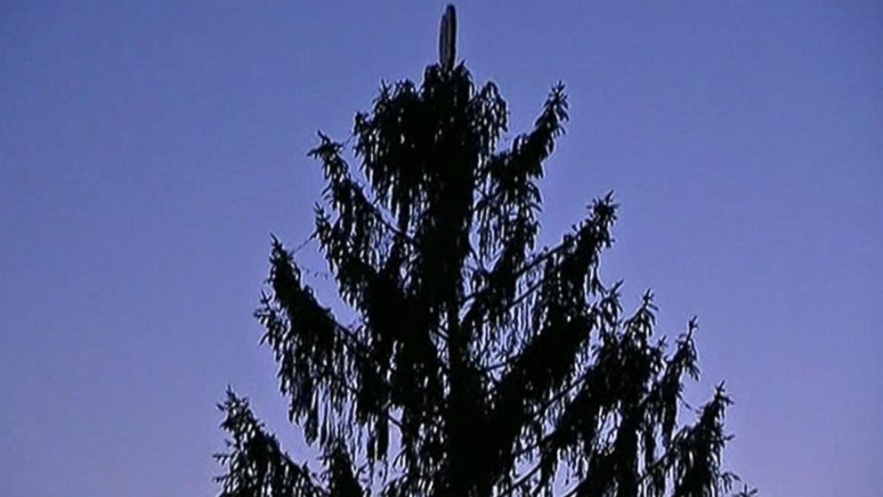 The town of Reading, Pa., has reversed its decision to dispose of the "Charlie Brown Christmas Tree" in the main square.