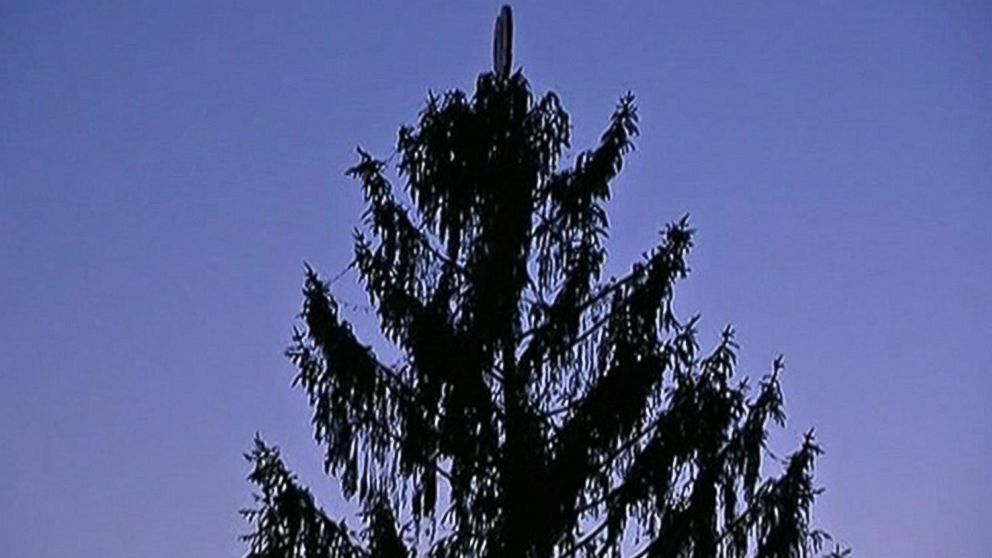 Ugly Tree Helps Pennsylvania Town Find True Meaning of Christmas