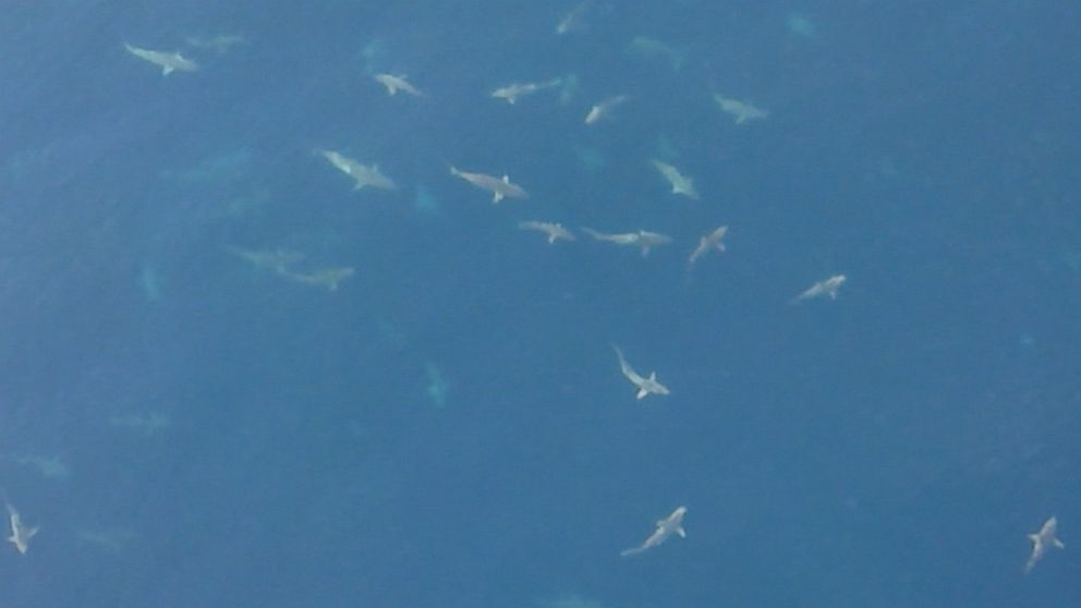 Giant School of Sharks in Louisiana Waters Shown in Amazing Video - ABC ...