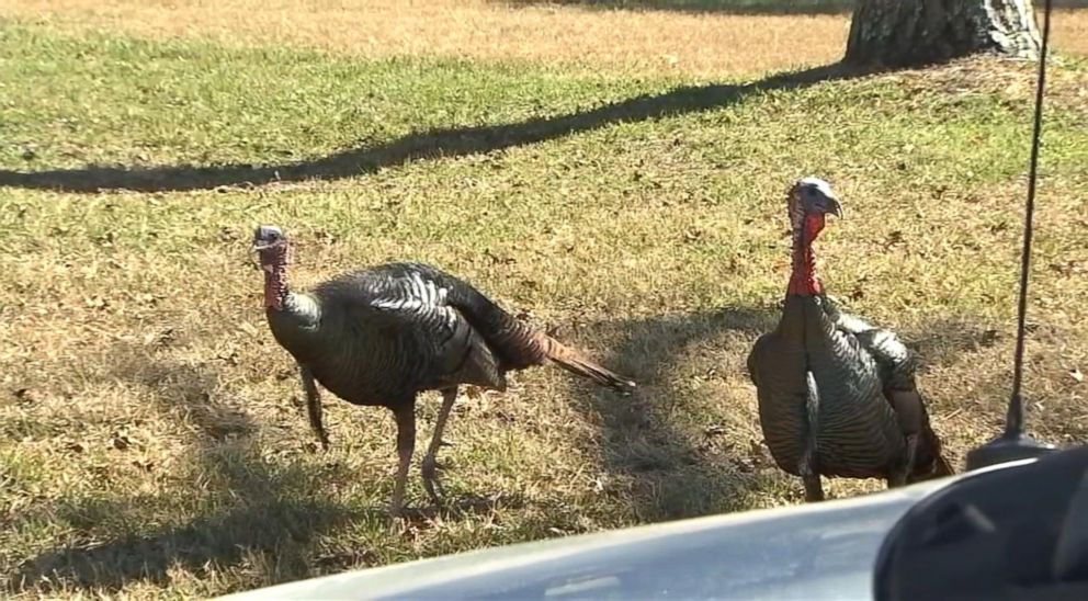 PHOTO:Wild turkeys spotted in Longwood, Fla., Jan. 24, 2018. Investigators with the Florida Fish and Wildlife Conservation Commission are investigating reports of turkeys attacking people in the Longwood neighborhood.