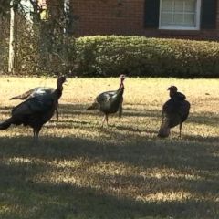 Video MLB player says neighborhood overrun by turkeys - ABC News