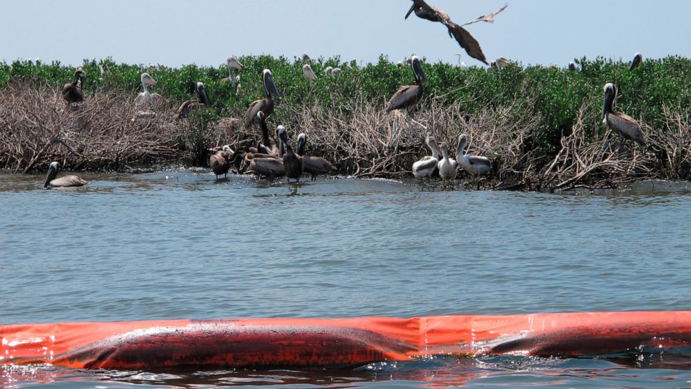FILE - Brown pelicans are shown perching in mangrove bushes damaged by oil on Queen Bess Island in Louisiana's Barataria Bay, June 21, 2010. On Monday, Oct. 17, 2022, a federal appeals court ordered a nine-year-old lawsuit filed against oil and gas c
