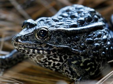 Environmental group ends suit over land for endangered frog