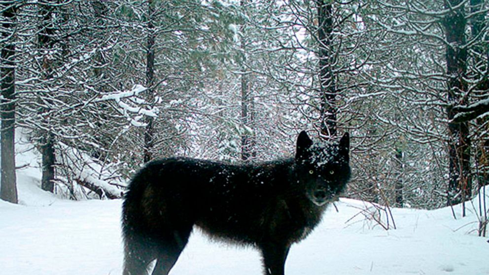 FILE - This Feb., 2017, file photo provided by the Oregon Department of Fish and Wildlife shows a gray wolf in Oregon's northern Wallowa County. Officials in Oregon are asking for help locating the person or persons responsible for poisoning an entir