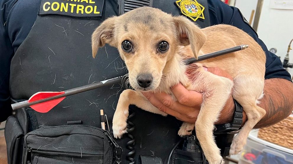 In this photo provided by Riverside County Animal Services, an animal control officer holds a chihuahua that was shot through the neck with an arrow in Thousand Palms, Calif., on Monday, May 23, 2022. The chihuahua was expected to survive after veter