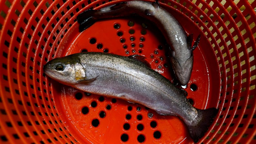 Trout, approximately 12-months old, are checked of size at a trout farm in Seymour, Ind., Wednesday, June 29, 2022. White Creek Farms of Indiana produces about 18,000 pounds of trout annually. (AP Photo/Michael Conroy)