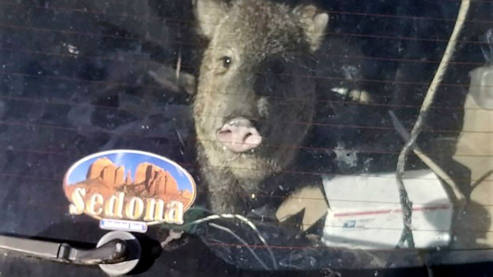 In this photo provided by the Yavapai County Sheriff’s Office, a javelina is seen inside a Subaru station wagon in Cornville, Ariz., Wednesday, April 6, 2022. Sheriff's deputies in Yavapai County responded to the call in the community 10 miles south 