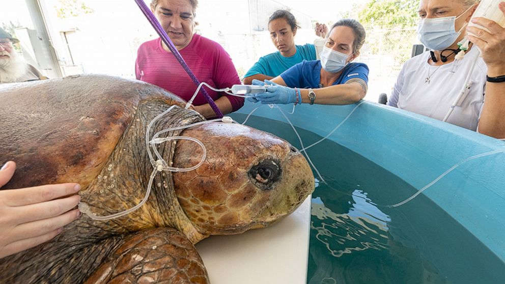 In this image provided by Zoo Miami, a female loggerhead turtle receives fluids as part of a treatment on May 28, 2022, after she was brought to Miami Zoo's new Sea Turtle Hospital in Miami. The turtle was rescued from the Port St. Lucie Power Plant 