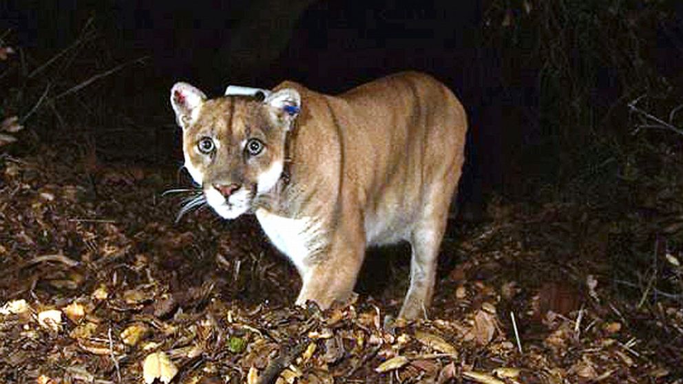 FILE - This Nov. 2014, file photo provided by the U.S. National Park Service shows a mountain lion known as P-22, photographed in the Griffith Park area near downtown Los Angeles. P-22, the celebrated mountain lion that took up residence in the middl