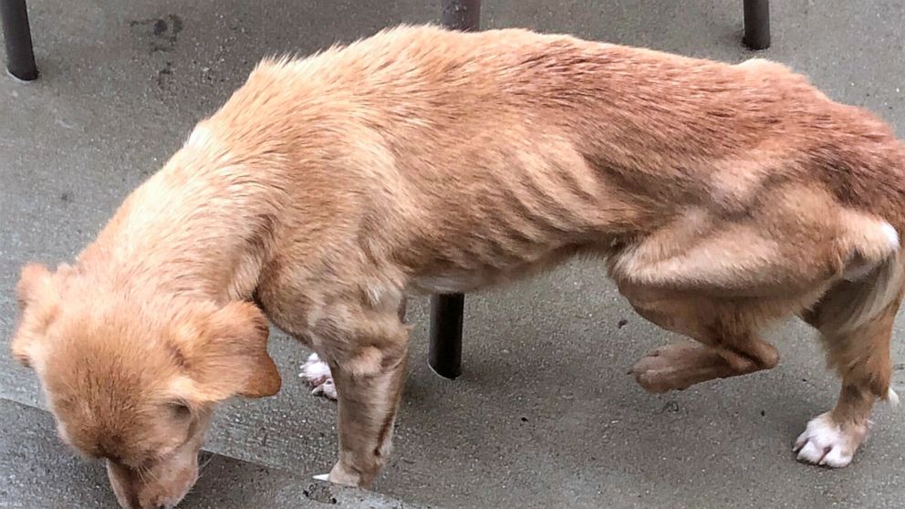 Malnourished dog adopted after walking into home amid storm thumbnail