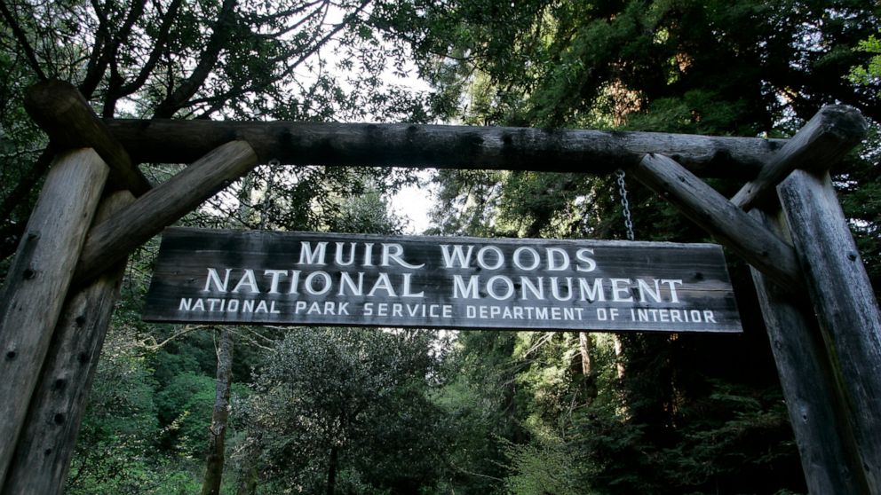 Massive redwood tree falls, kills hiker in California park thumbnail