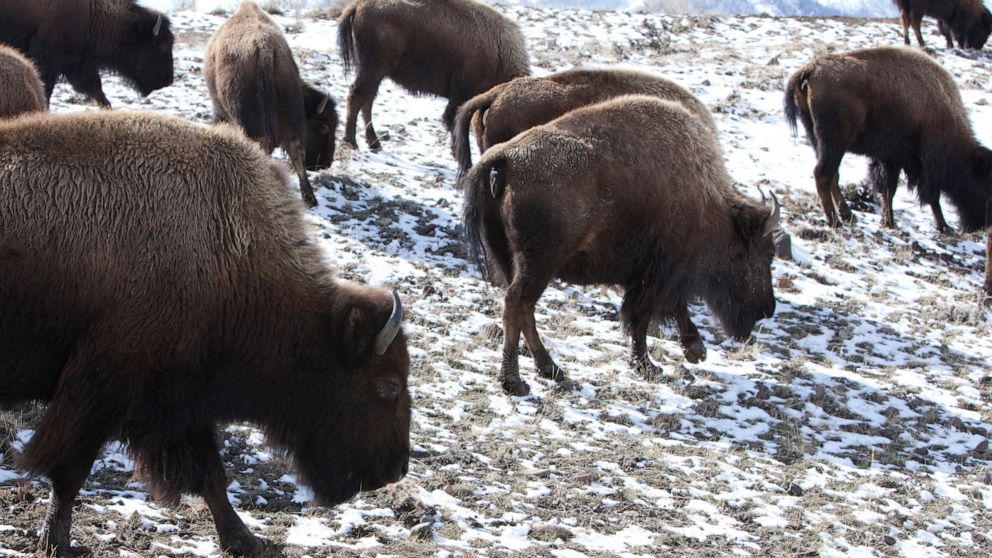13 bisons morts après qu’un camion a percuté un troupeau près du parc de Yellowstone