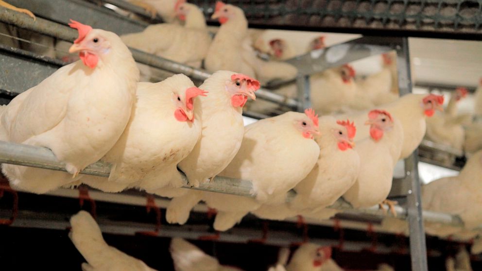 This 2017 photo shows cage-free chickens on a Versova farm in Iowa. The nation's egg producers are in the midst of a multi-billion-dollar shift to cage-free eggs that is dramatically changing the lives of millions of hens in response to new laws and 