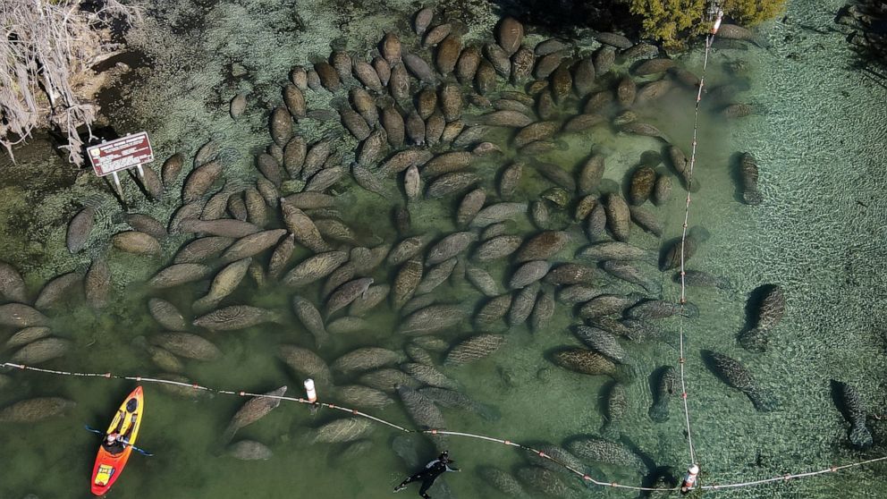 FILE - Snorkelers and kayakers interact with an aggregation of manatees gathered at the entrance to the Three Sisters Springs during a cold morning Sunday, Jan. 30, 2022, in Crystal River, Fla. Rob Hale, a co-owner of the Boston Celtics, is donating 