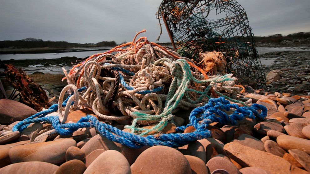 Sustainability group pulls lobster certification over whales