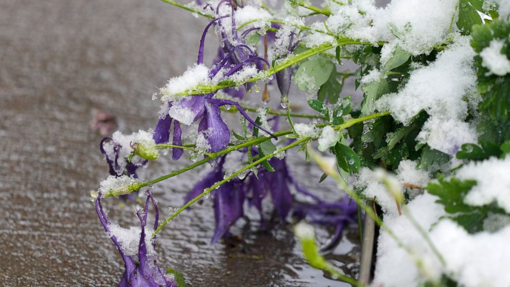Snow covers columbines after a spring storm swept over the intermountain West and blanketed the region with up to two feet of snow Saturday, May 21, 2022, in Denver. The storm brought freezing temperatures and wet, heavy snow to a region that has bee