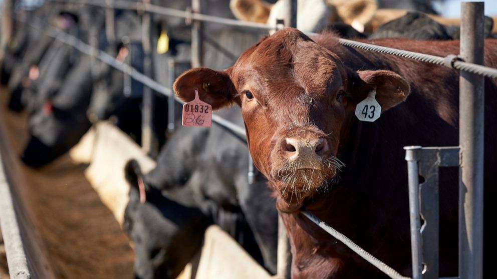 FILE - In this June 10, 2020 file photo, cattle occupy a feedlot in Columbus, Neb. The nation's largest food distributor has joined the other businesses accusing the four largest meat processors of working together to inflate beef prices. Sysco recen