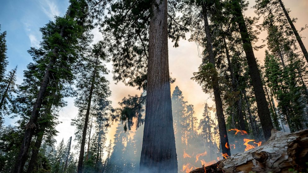 Grove of giant sequoias threatened by California wildfire