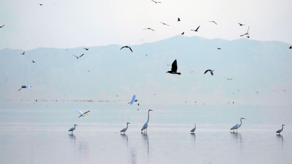 FILE - Birds take flight in the Salton Sea on the Sonny Bono Salton Sea National Wildlife Refuge on July 15, 2021, in Calipatria, Calif. The federal government said Monday, Nov. 28, 2022, it will spend $250 million over four years on environmental cl