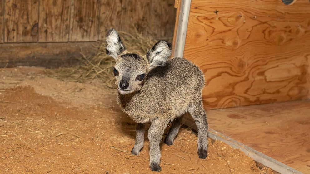 In this April 2021 photo provided by the Brevard Zoo, a baby klipspringer antelope stands in an enclosure at the zoo in Melbourne, Fla. The male calf, born on April 15, is the ninth klipspringer born at the zoo. (Elliot Zirulnik/Brevard Zoo via AP)
