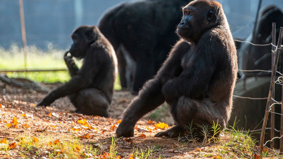 Western lowland gorillas are seen in their habitat at Zoo Atlanta on Tuesday, Sept. 14, 2021, in Atlanta. Nearly all of the zoo's 20 gorillas are showing symptoms of having contracted the coronavirus from a zoo staff worker, according to zoo official