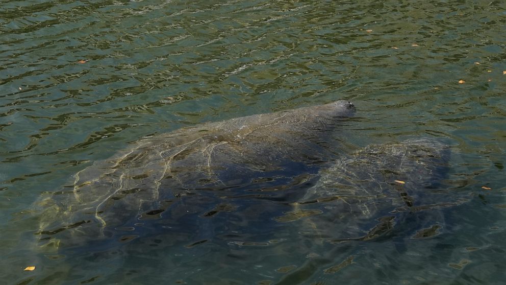  Officials: Florida plan has fed manatees 25 tons of lettuce