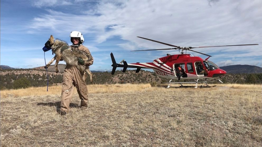 In this Jan. 30, 2020 image provided by Zach Bryan, U.S. Fish and Wildlife Service biologist Maggie Dwire carries a Mexican gray wolf from a helicopter after it was captured near Reserve, New Mexico, during an annual survey of the endangered species.