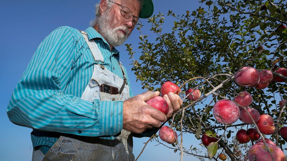 George Naylor looks over organic apples grown on his farm, Tuesday, Sept. 13, 2022, near Churdan, Iowa. Naylor, along with his wife Patti, began the transition to organic crops in 2014. The demand for organics has increased so fast that the U.S. Depa