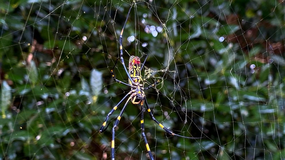  Asian spider takes hold in Georgia, sends humans scurrying