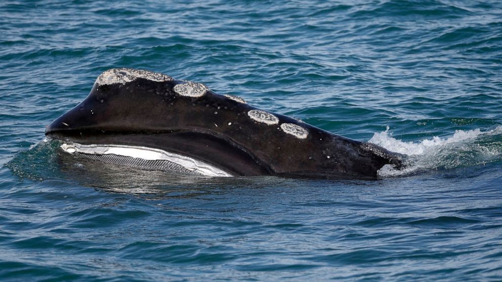 FILE - A North Atlantic right whale feeds on the surface of Cape Cod bay off the coast of Plymouth, Mass., March 28, 2018. Maine lobster fishermen announced Tuesday, Oct. 11, 2022, that they have hired a former high-ranking U.S. Department of Justice