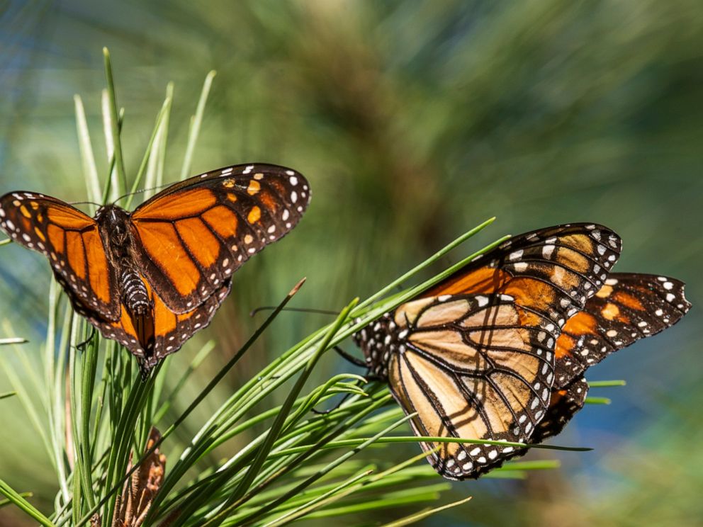 Western Monarchs Rebound But Still, Monarch Landscape Companies Los Angeles Ca